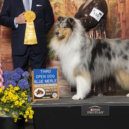 Collies from JuneRose Collies