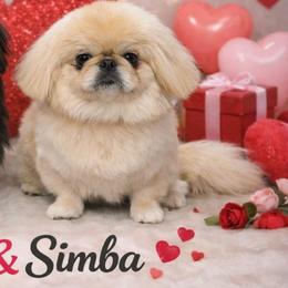 Simba - Pekingese