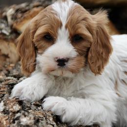 Bernedoodle and Cavapoo Puppies from Lawler’s Legacy Litters