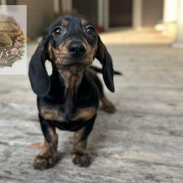 Rapunzel 2700 - Brindle female Dachshund puppy in Gatesville, Texas from Emily’s Doxie Domain