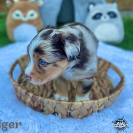 "Arrow" Australian Shepherd and Miniature Australian Shepherd Puppies from Integrity Aussies Tx