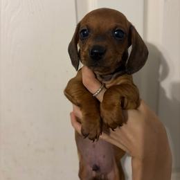 Peanut - Red male Dachshund puppy in Conroe, Texas from R&M Dachshunds