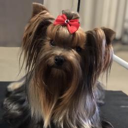 Nikko - Yorkshire Terrier