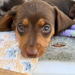 Veruca - Chocolate and tan female Dachshund puppy in O'donnell, Texas from Dirt Road Doxies