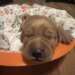 Blaze - Yellow male Labrador Retriever puppy in North Chesterfield, Virginia from Lake Crystal Farms Labradors