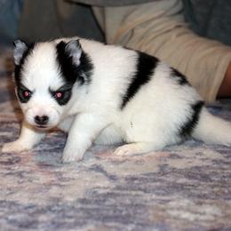 Meeka blue eyed girl - Black and white female Pomsky puppy in Frazeysburg, Ohio from Mountain High Kennels