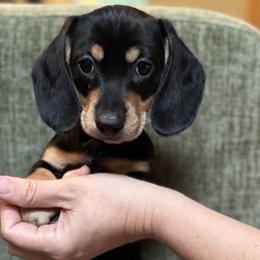 Graycie Black and Cream girl - Black and cream female Dachshund puppy in Lakeland, Florida from Grazing Weeners