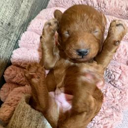 Polo - Red  male Poodle puppy in Utica, Ohio from Poodle Me Crazy