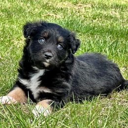 Miniature Australian Shepherd and Toy Australian Shepherd Puppies from Kickapoo Creek Toy & Mini Aussies