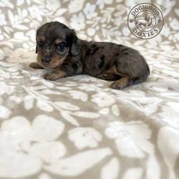 Dachshund Puppies from Dogwood Doxies