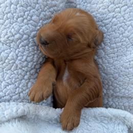 Blue Boy - Dark golden male Golden Retriever puppy in Salt Lake City, Utah from Deseret Peak Goldens