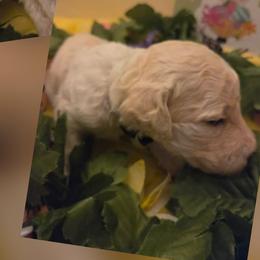 Grey Girl - Parti female Poodle puppy in Tullahoma, Tennessee from Urban Hero Poodles