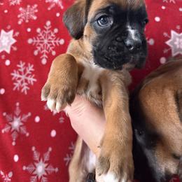 Boxer Puppies from Goose River Boxers Co