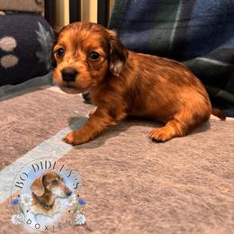 Liberty - Dapple female Dachshund puppy in Clarksdale, Mississippi from Bo Didley's Doxies