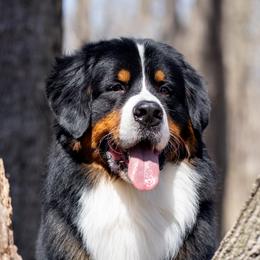Rowan - Bernese Mountain Dog