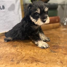 Red collar male - Black and silver male Miniature Schnauzer puppy in Scottsboro, Alabama from Whistling Dixie Schnauzers
