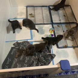 German Shepherd Puppies from Devon Rugerio's German Shepherds