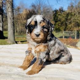 Bernedoodle and Pyredoodle Puppies from FDF Pyredoodles & Bernedoodles