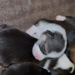 AKC Blue Elephant - Black and tan female Pembroke Welsh Corgi puppy in Summerfield, Florida from Promise Land Farm