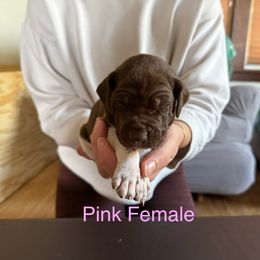 German Shorthaired Pointer Puppies from Bernardonis