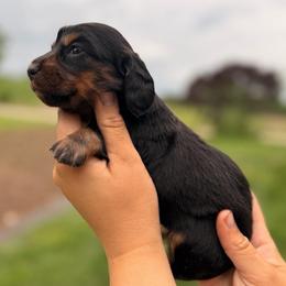 Jane - Black and tan female Dachshund puppy in Conway, Missouri from Ozark Mountain Kennel