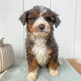 Sally - Blue merle female Aussiedoodle puppy in Omro, Wisconsin from Crystal Ridge Doodles
