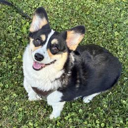 Evie - Pembroke Welsh Corgi