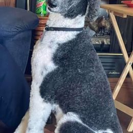 Goldendoodles from Anita's Goldendoodles