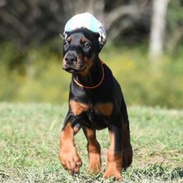 Vice-Kade - Black and rust male Doberman Pinscher puppy in Overton, Texas from Obsidian Kennel