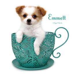 Emmett - White male Mi-Ki puppy in Elizabeth, Colorado from Royal T Mi-Kis