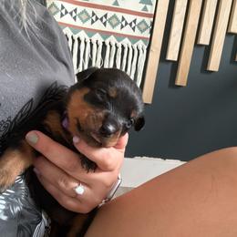 Grape - Black and rust female Rottweiler puppy in Eagle Mountain, Utah from Woolley Darlings