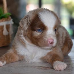Colt - Red merle male Miniature Australian Shepherd puppy in Lowgap, North Carolina from Baileys Mini Aussies