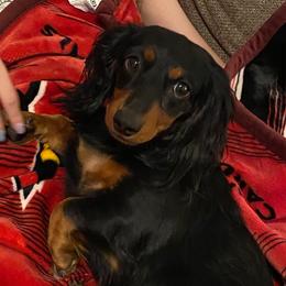 Ruby - Dachshund