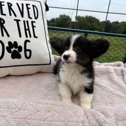 Full fluffy Emma - Black and white female American Corgi puppy in Decatur, Texas from Bar S Corgis
