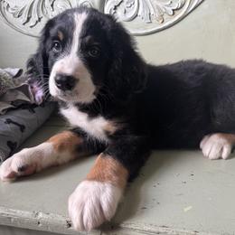 Bernedoodle Puppies from Cove Creek Companions