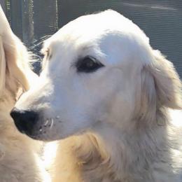Mars - Golden Retriever