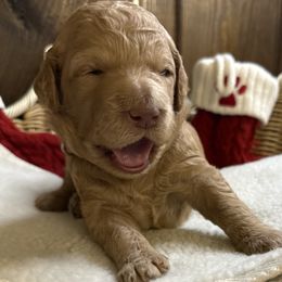Orange - Apricot female Goldendoodle puppy in Clermont, Florida from Da Ruba Doodles
