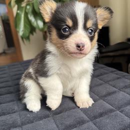 Candy - Black and tan female Pembroke Welsh Corgi puppy in Lake City, Minnesota from Lake Pepin Corgi's