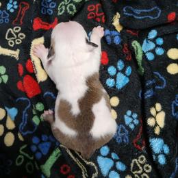 Girl 1 - Fawn and white female Bulldog puppy in Cannon Falls, Minnesota from Pattys Boxers and Bulldogs