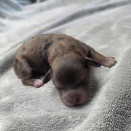 Hank Williams - Merle male Shihpoo puppy in Delphos, Ohio from Route 66 Puppies