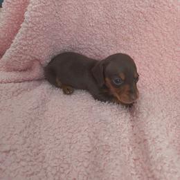Valentine - Chocolate and tan female Dachshund puppy in Opelika, Alabama from Dachshund Darlins
