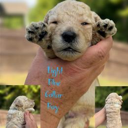 Light Blue Collar - Cream male Goldendoodle puppy in Ringgold, Georgia from Sweet B’s Goldendoodles