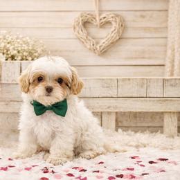 Rider - Apricot male Cavapoo puppy in North Carolina from NC Doodle Puppies