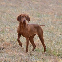 Scarlett - Vizsla