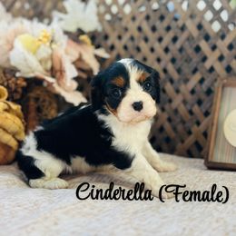 Cinderella - Tri-color female Cavalier King Charles Spaniel puppy in North Smithfield, Rhode Island from Thundermist Cavaliers