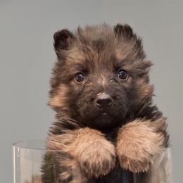 German Shepherd Puppies from Starry Night German Shepherd Dogs