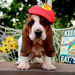 Mackerel - Black white and brown male Basset Hound puppy in Pollock, Missouri from Northstar