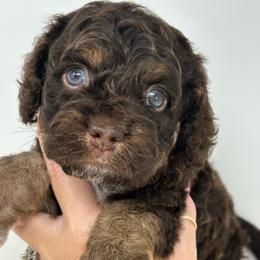 Grey collar boy - Brown and tan male Cockapoo puppy in Oologah, Oklahoma from Timber Hills Poodles and Doodles