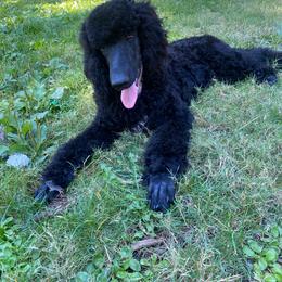 Bluetick Coonhound and Poodle Puppies from Dejah Bleu Kennels
