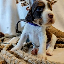 Maple - Liver white and tan female English Springer Spaniel puppy in Redding, California from Springer's Journey Spaniels California